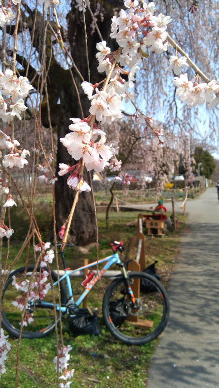 高山村中塩の枝垂れ桜