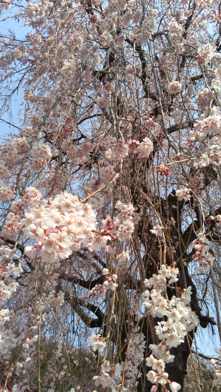 高山村中塩の枝垂れ桜