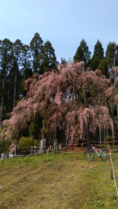 坪井の枝垂れ桜