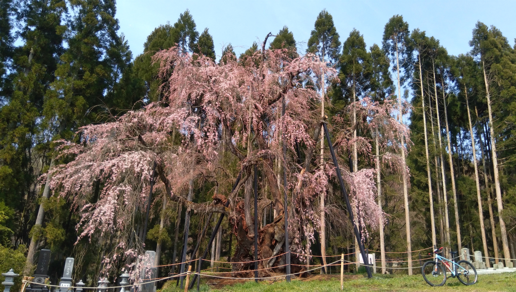 坪井の枝垂れ桜