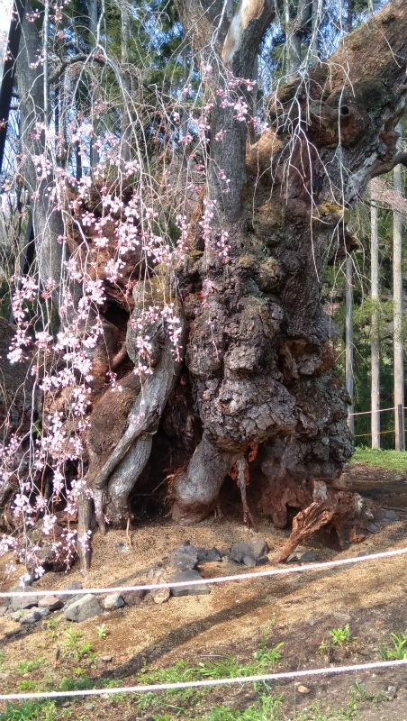 坪井の枝垂れ桜幹