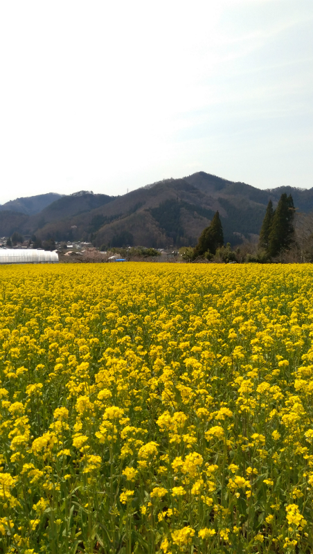 高山村菜の花畑