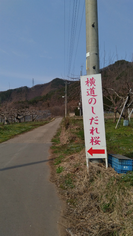 横道の枝垂れ桜