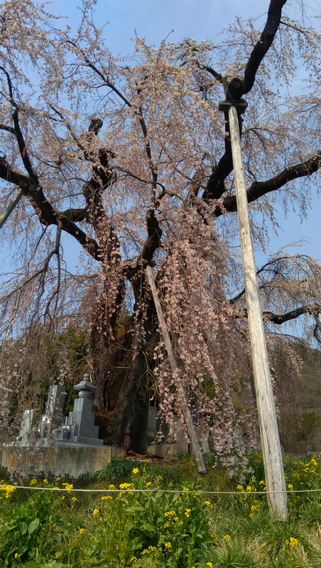 横道の枝垂れ桜