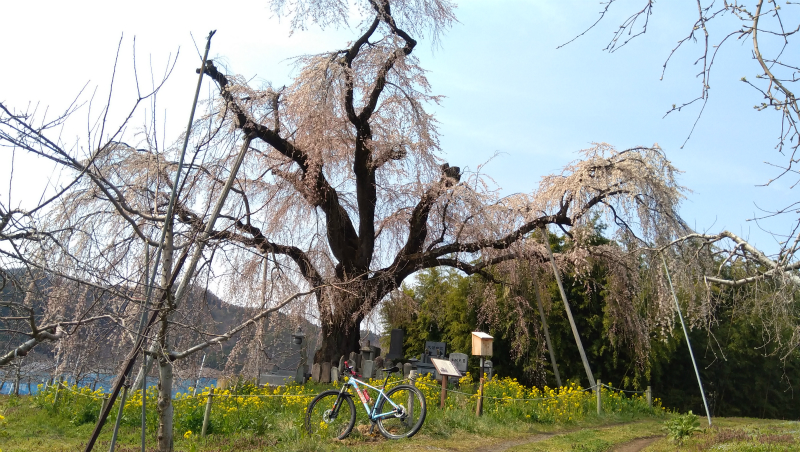 横道の枝垂れ桜