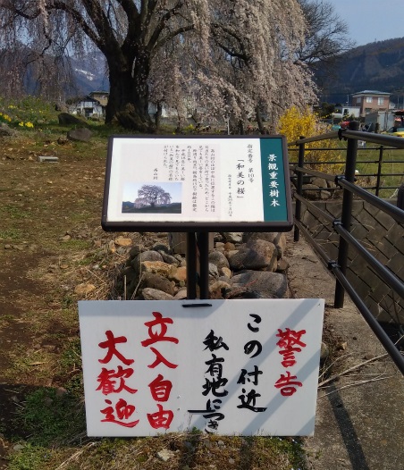 高山村和美の桜