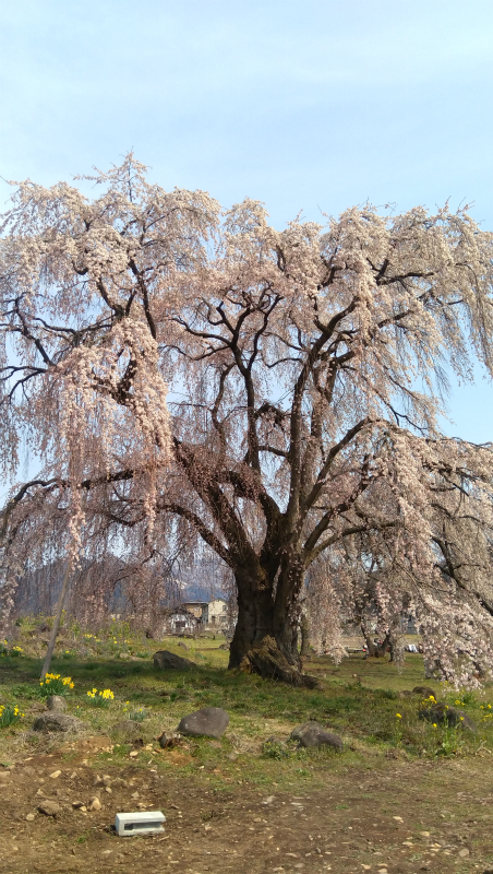 高山村和美の桜