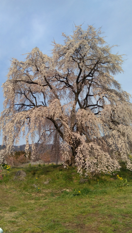 高山村和美の桜