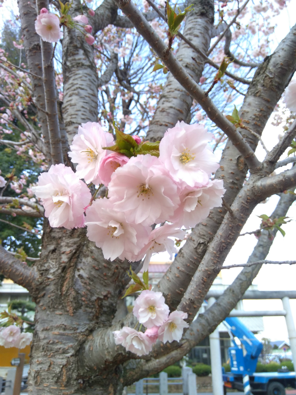 奥田神社イチヨウ