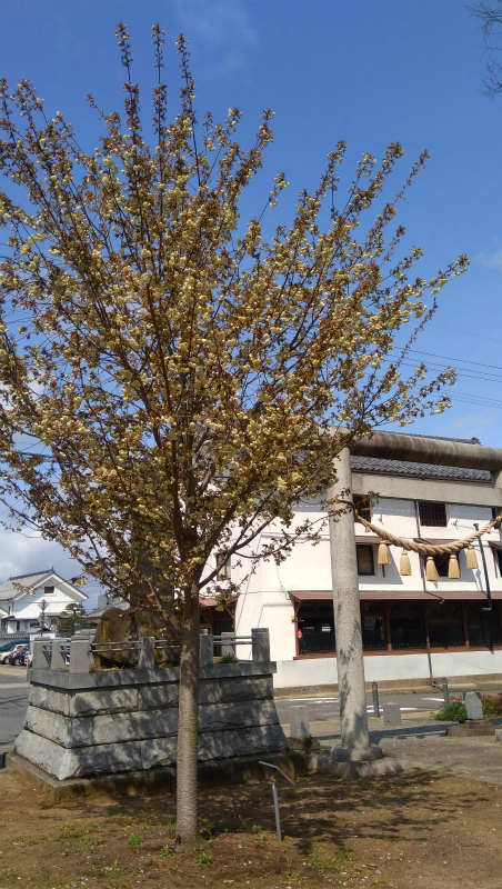 奥田神社ウコンザクラ