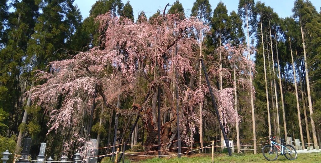 高山村五大桜めぐりサイクリング