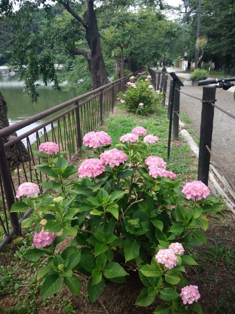 臥竜公園あじさい