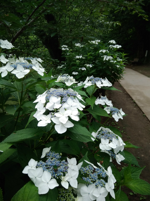 臥竜公園あじさい