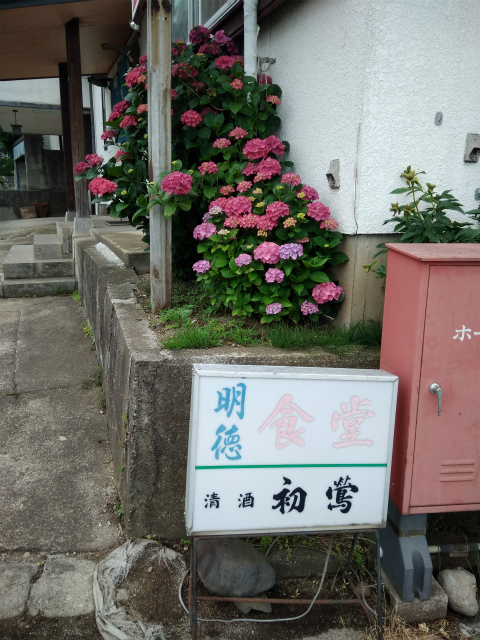 須坂明徳食堂の紫陽花