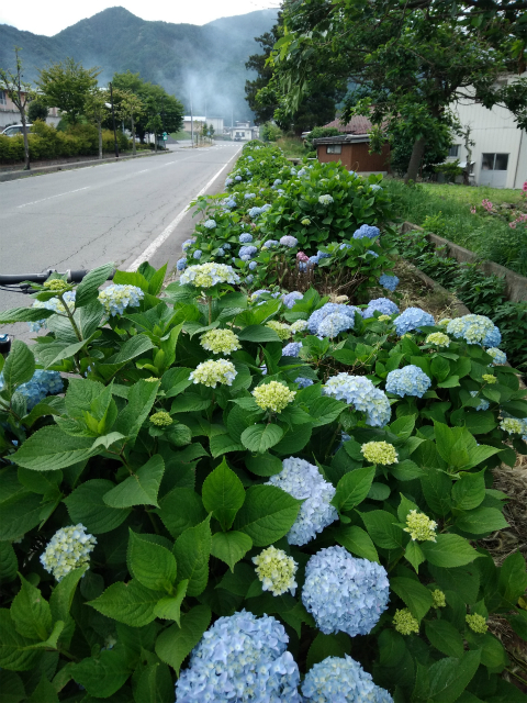 須坂仁礼ゆっくらんど近くの紫陽花