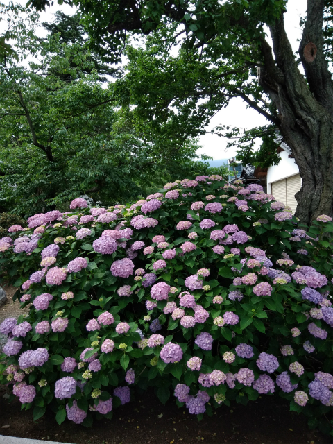 須坂普願寺あじさい