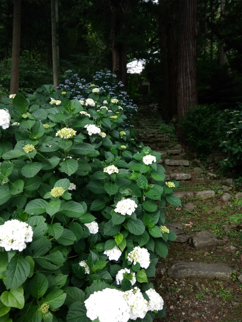 長野市あじさい蓮台寺