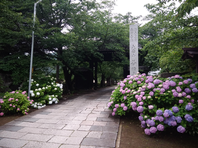 須坂普願寺あじさい