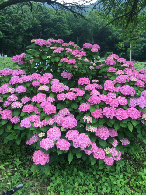 小布施せせらぎ緑道紫陽花