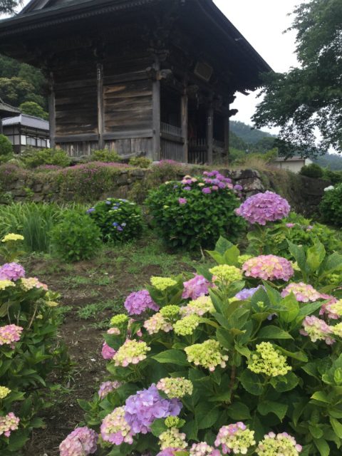 岩松院山門と紫陽花