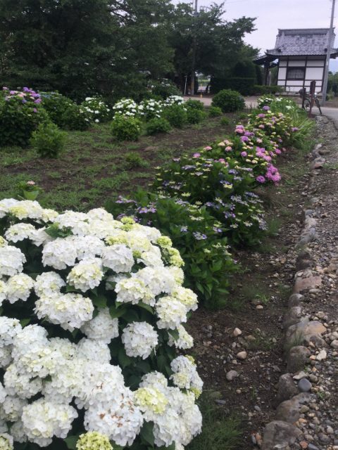 小布施岩松院紫陽花