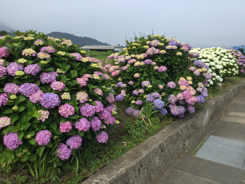 高山村モコモコ紫陽花