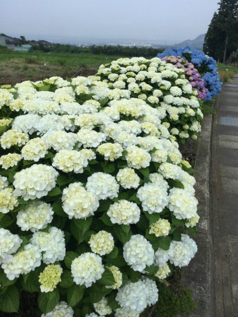 高山村モコモコの紫陽花