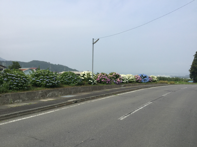 高山村モコモコあじさい