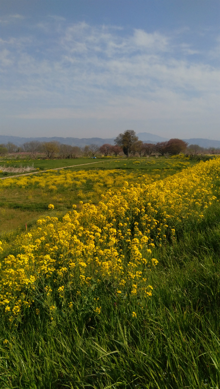 須坂村山の菜の花