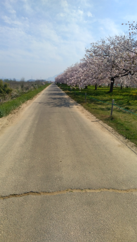 小布施桜提