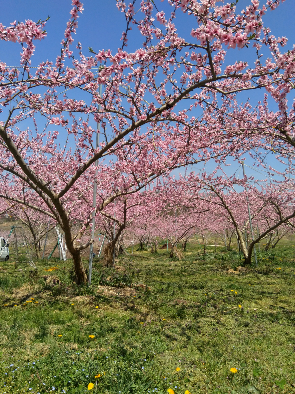 飯綱平出地区の桃