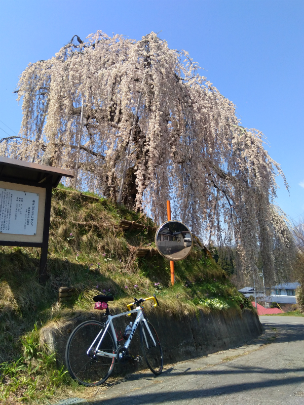 袖之山の枝垂れ桜