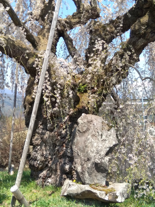 袖之山の枝垂れ桜