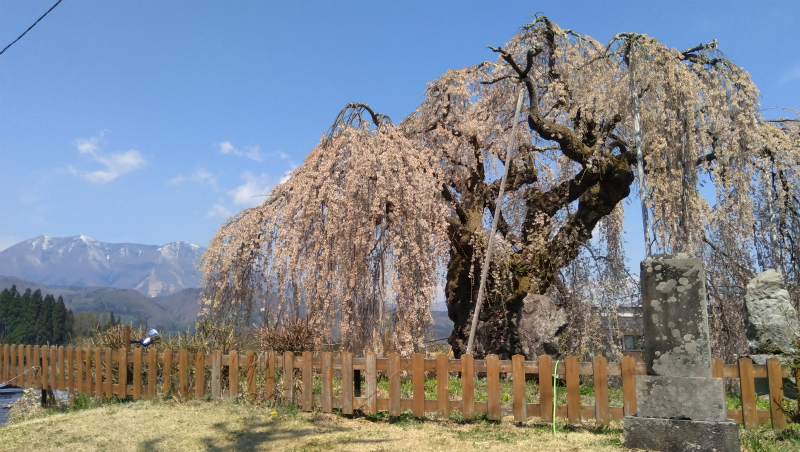 袖之山の枝垂れ桜