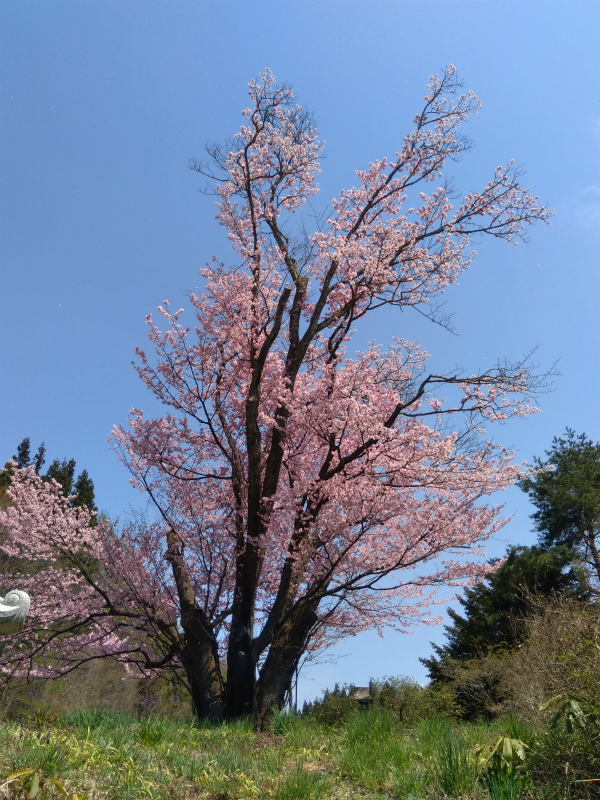 地蔵久保の大山桜