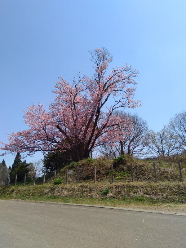 地蔵久保の大山桜