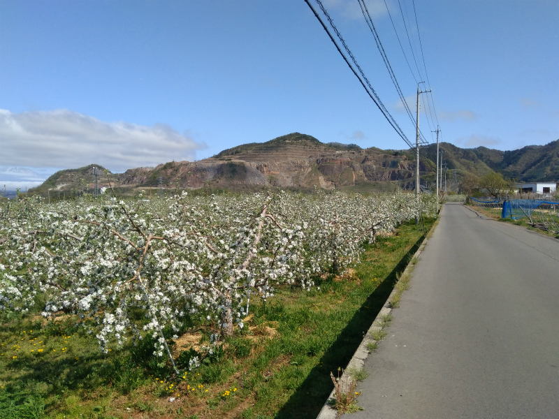 高山村リンゴ畑