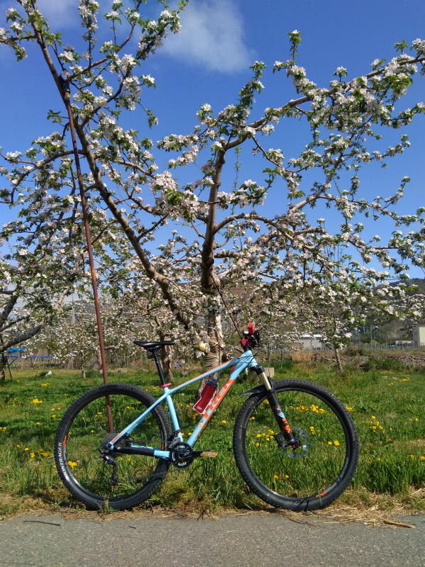 リンゴの花と自転車