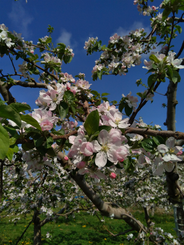 りんごの花　薄いピンク