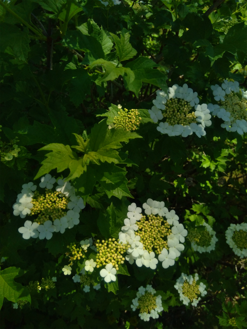 フローラルガーデンおぶせの花