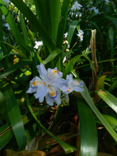 シャガの花