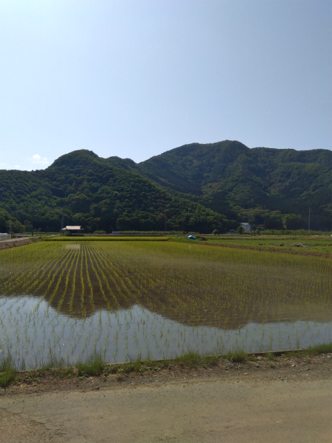 小布施の田んぼ