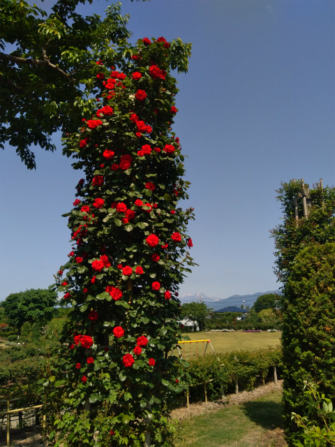 一本木公園