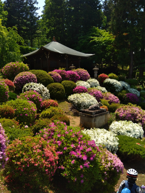 霊閑寺のつつじ