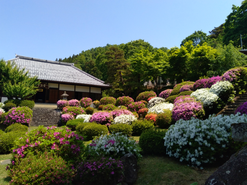 霊閑寺のつつじ