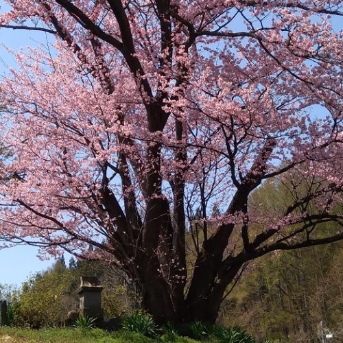 地蔵久保の大山桜