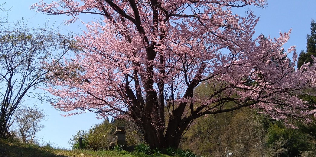地蔵久保の大山桜