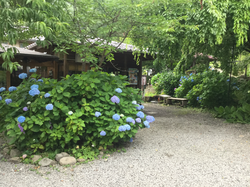 浄光寺あじさい青