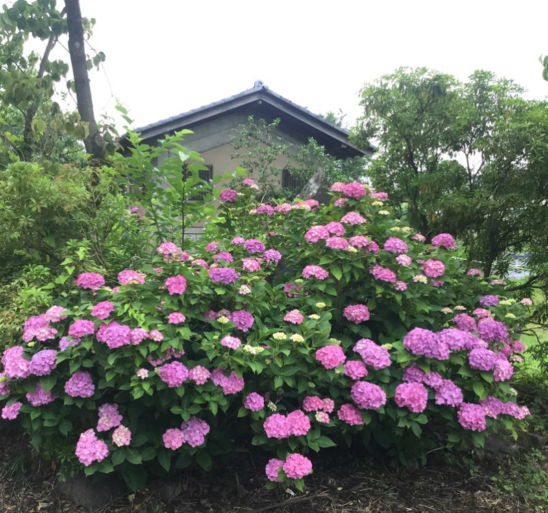 浄光寺あじさい