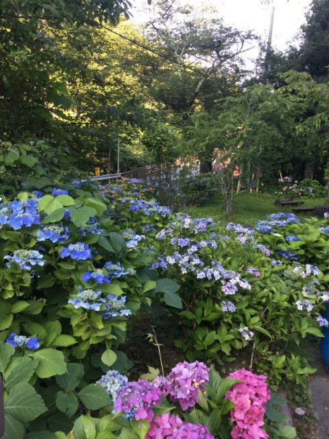 高山村高井橋あじさい